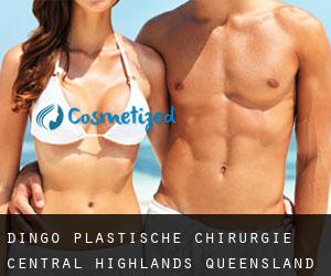 Dingo plastische chirurgie (Central Highlands, Queensland)
